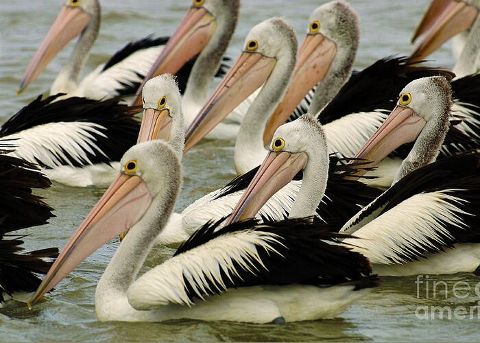 Pelican Greeting Card featuring the photograph Pelicans In Australia 1 by Bob Christopher