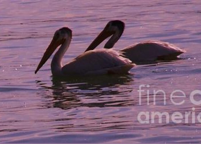Photograph Greeting Card featuring the photograph Pelicans by Marianne NANA Betts
