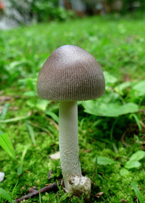 Mushroom Greeting Card featuring the photograph Pennsylvania Woodland Fungi 3 by Richard Reeve
