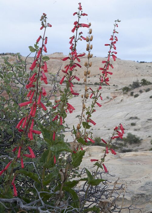 Flower Greeting Card featuring the photograph Penstemon by Gregory Scott