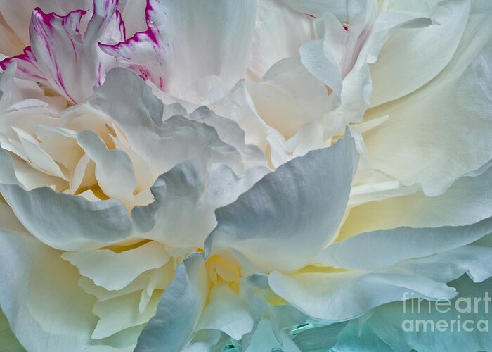 Flower Greeting Card featuring the photograph Peonie 2012 by Art Barker