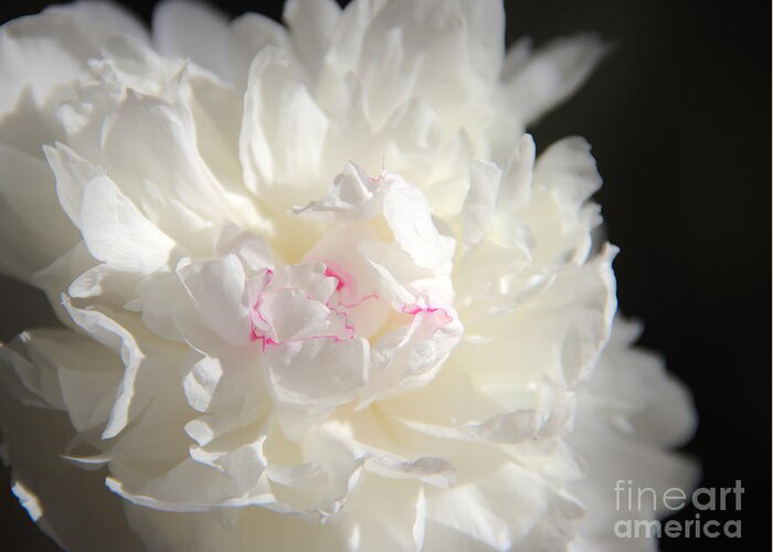 Peonies Greeting Card featuring the photograph Peonies by Jeannette Hunt