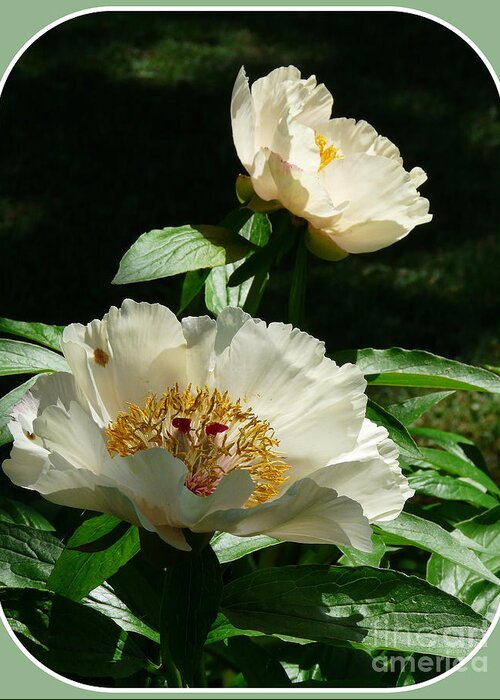 Flowers Greeting Card featuring the photograph Peony Pleasure by Avis Noelle