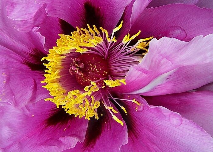 Peony Greeting Card featuring the photograph Peony Revealed by Peter Mooyman
