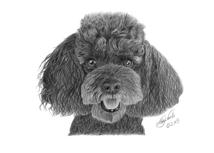 Miniature Poodle Greeting Card featuring the drawing Pepper - 020 by Abbey Noelle