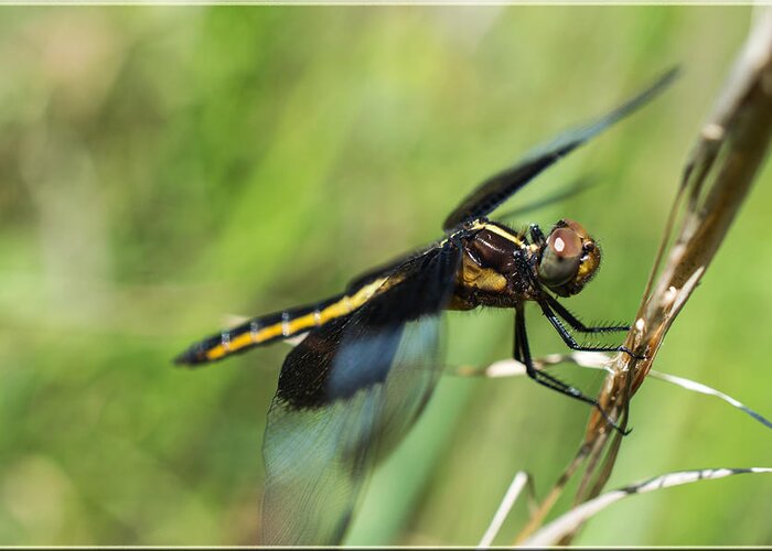 Dragonfly Greeting Card featuring the photograph Perched On A Twig by Jens Larsen