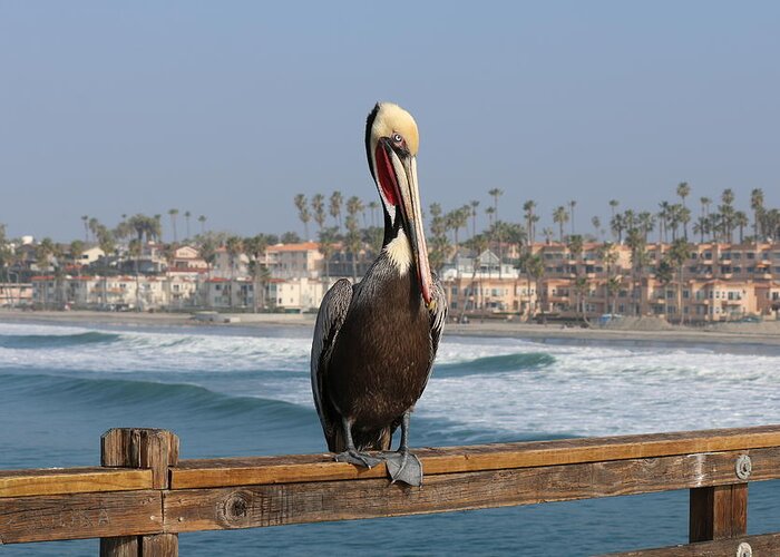 Wild Greeting Card featuring the photograph Perched on the Pier by Christy Pooschke
