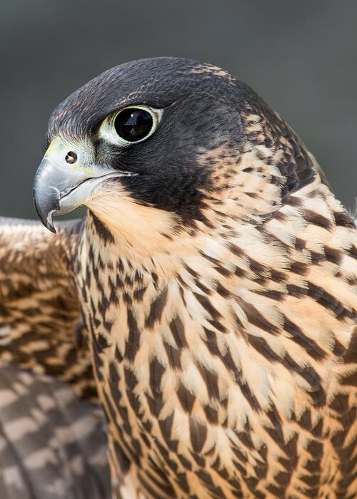 Falcon Greeting Card featuring the photograph Peregrine Falcon by Dale Kincaid