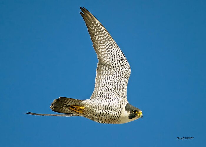 Falcon Greeting Card featuring the photograph Peregrine Falcon Fly-By by Stephen Johnson