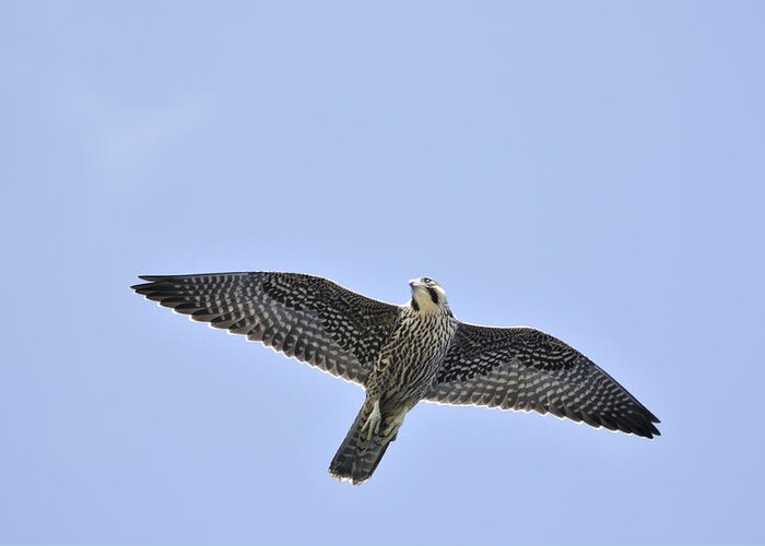 Falcon Greeting Card featuring the photograph Peregrine Falcon in Flight by Bradford Martin