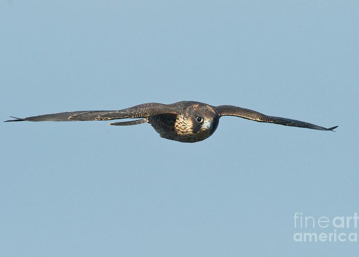 Peregrine Falcon Greeting Card featuring the photograph Peregrine Falcon Juvenile by Anthony Mercieca