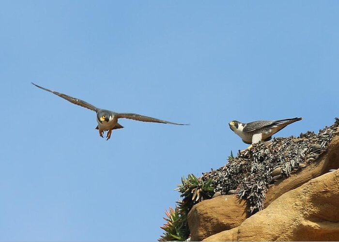 Peregrine Greeting Card featuring the photograph Peregrine Falcons - 1 by Christy Pooschke