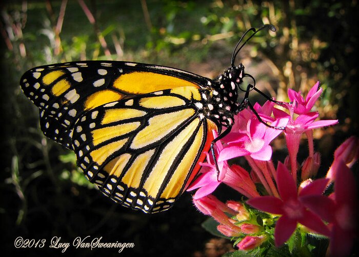 Monarch Greeting Card featuring the photograph Perfect Penta by Lucy VanSwearingen