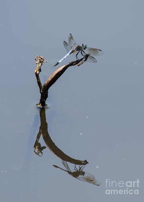 Insect Greeting Card featuring the photograph Perfect Reflection by Donna Brown