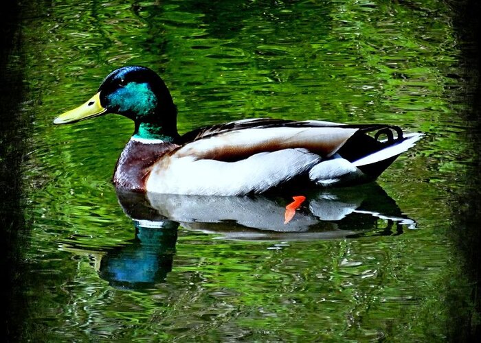 Mallard Greeting Card featuring the photograph Perfect Reflection by Nick Kloepping