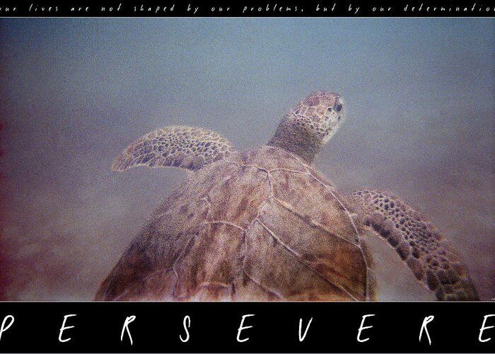 Turtle Greeting Card featuring the photograph Persevere II by Weston Westmoreland