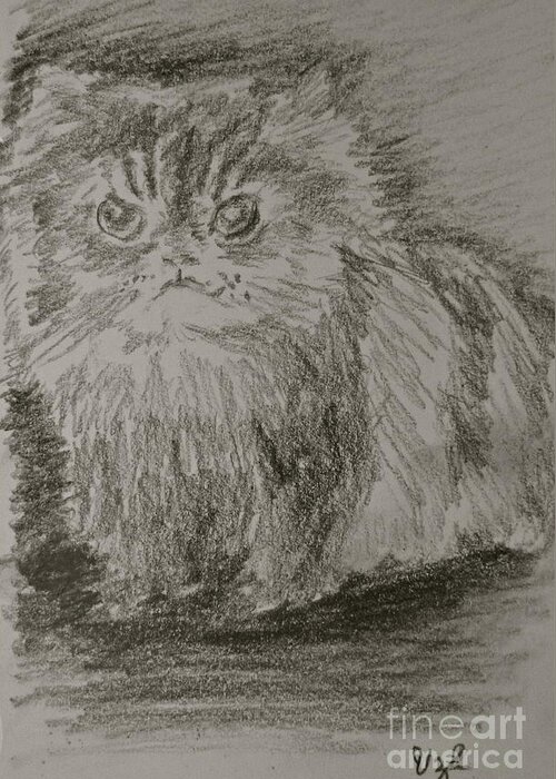 Persian Cat Greeting Card featuring the drawing Persian Cat Study by Victoria Lakes