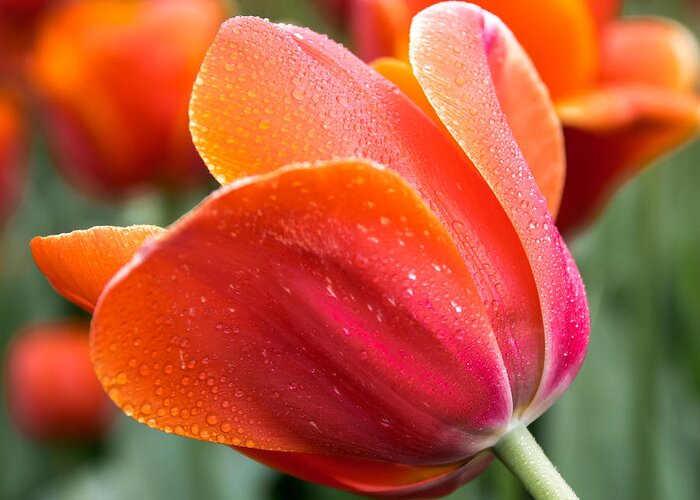 Orange Tulip Photography Print Greeting Card featuring the photograph Persimmon Tulip by Lucid Mood