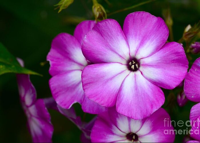 Pholx Greeting Card featuring the photograph Phlox by Dan Hefle