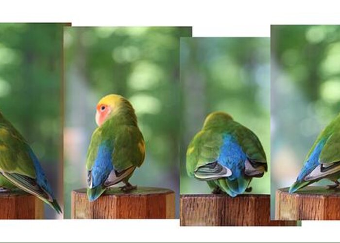 Lovebird Greeting Card featuring the photograph Photo shoot by Andrea Lazar