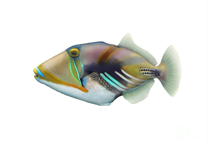 Picasso Triggerfish Greeting Card featuring the photograph Picasso Triggerfish Rhinecanthus by Carlyn Iverson