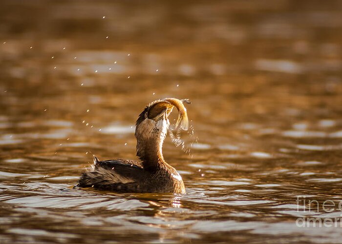 Animal Greeting Card featuring the photograph Pied-Billed Grebe With Brim by Robert Frederick