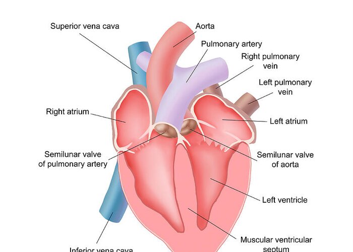 Pig Heart Interior Anatomy Greeting Card