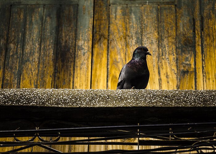 Aged Greeting Card featuring the photograph Pigeon on the balcony by Weerapat Wattanapichayakul
