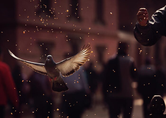 Street Greeting Card featuring the photograph Pigeons In Patan Square, Kathmandu-nepal by Dan Mirica