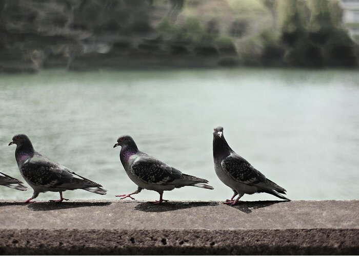 In A Row Greeting Card featuring the photograph Pigeons Walking On Wall by Kaneko Ryo