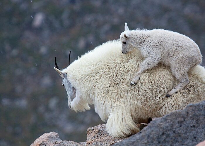Mountain Goats Print Greeting Card featuring the photograph Piggyback Ride by Jim Garrison