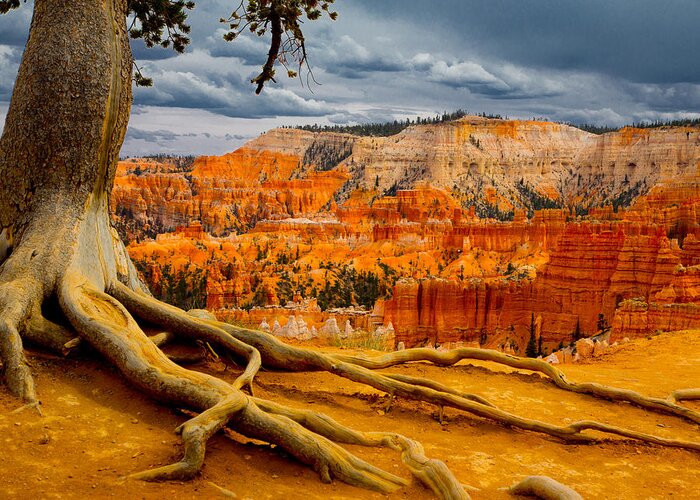 Bryce Canyon National Park Greeting Card featuring the photograph Pine at Bryce by Jim Snyder