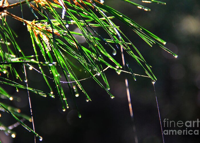 Pine Tree Greeting Card featuring the photograph Pine Dew by Melissa Petrey