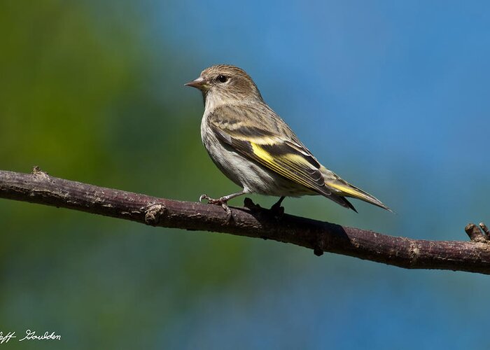 Animal Greeting Card featuring the photograph Pine Siskin Perched on a Branch by Jeff Goulden