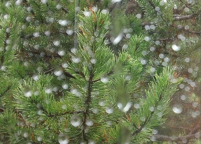 Pine Tree Greeting Card featuring the photograph Pine Tree in the Rain by Laura Wong-Rose