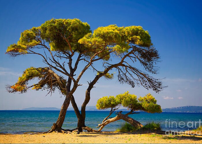Schinias Greeting Card featuring the photograph Pine trees by the beach by Gabriela Insuratelu