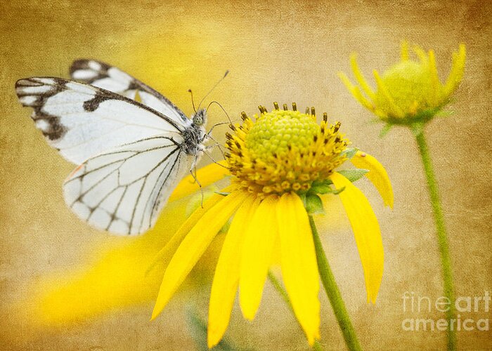 Butterflies Greeting Card featuring the photograph Pine White Butterfly on Western Sneezeweed by Marianne Jensen