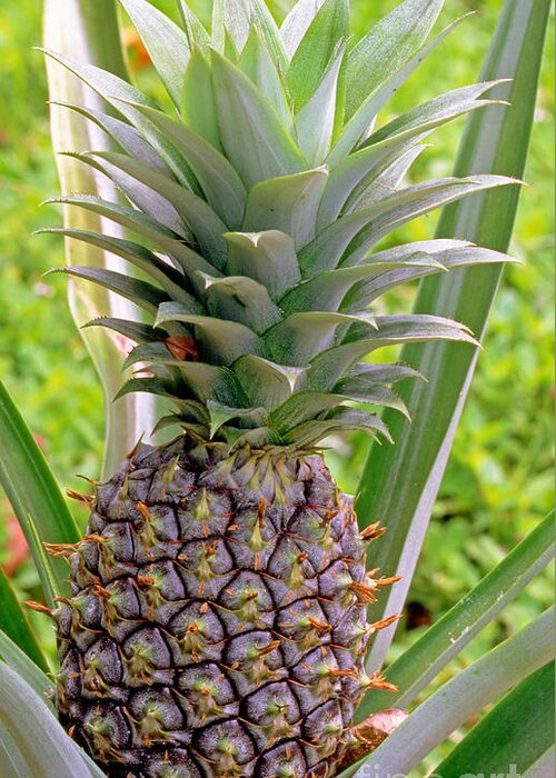Pineapple Greeting Card featuring the photograph Pineapple Plant by Millard H. Sharp