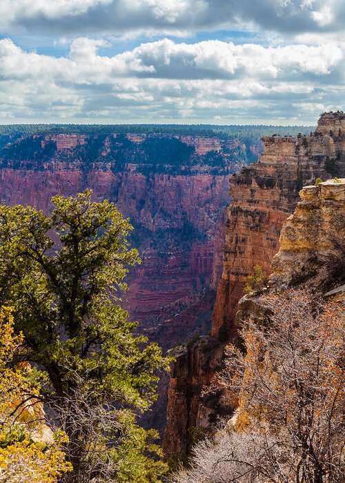 Arizona Greeting Card featuring the photograph Pines and Cliffs at the Grand Canyon by Ed Gleichman