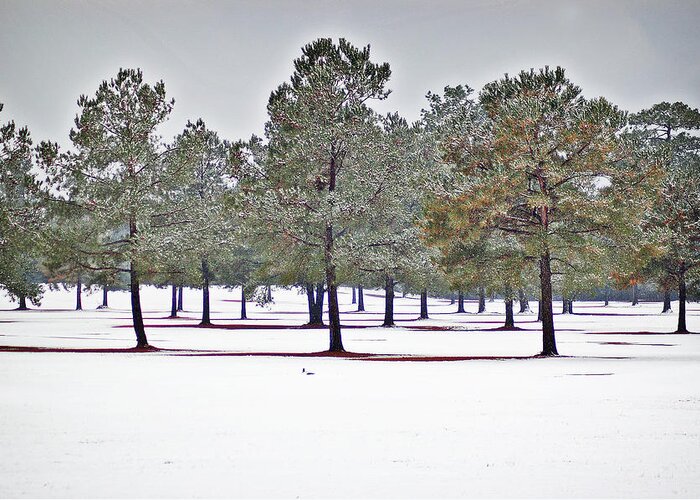 Winter Greeting Card featuring the photograph Pines and Snow by Linda Brown