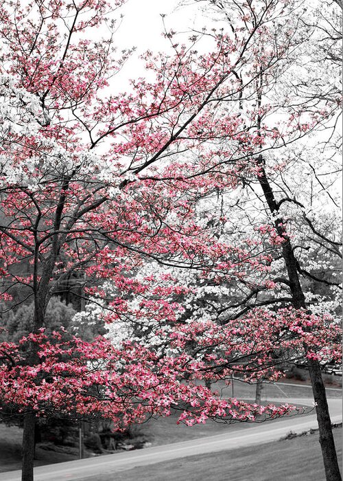 Pink Dogwoods Greeting Card featuring the photograph Pink and White Dogwood Trees by Sharon Popek