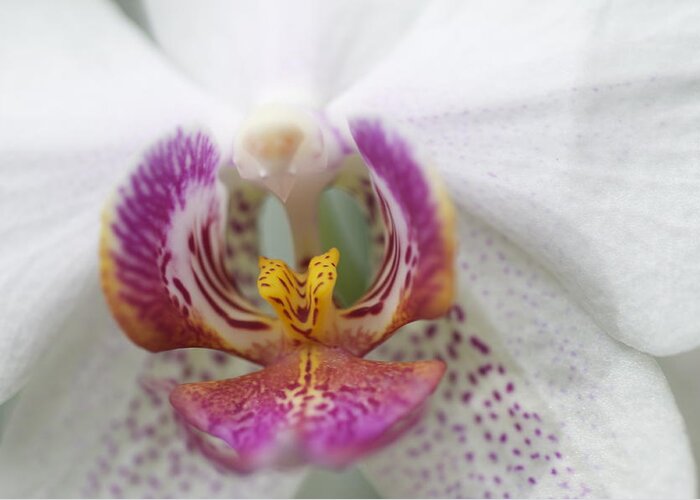 Orchid Greeting Card featuring the photograph Pink and White Orchid by Sue Morris