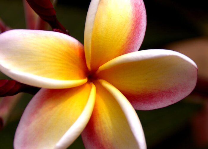 Still Life Greeting Card featuring the photograph Pink and Yellow Plumeria by Brian Harig