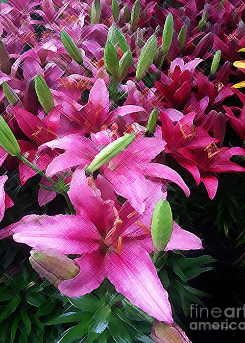 Diane Berry Greeting Card featuring the drawing Pink Asiatic Lilies by Diane E Berry
