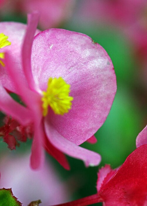 Flowers Greeting Card featuring the photograph Pink Begonia by Jennifer Robin