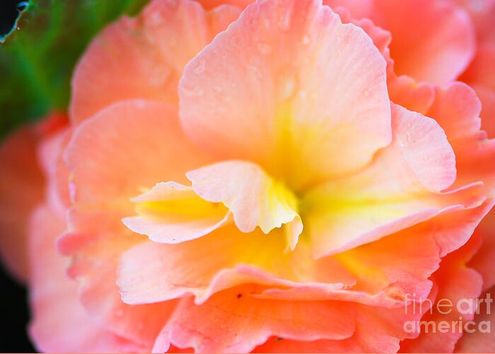 Pink And Yellow Begonia Greeting Card featuring the photograph Pink Begonia with yellow center by Optical Playground By MP Ray