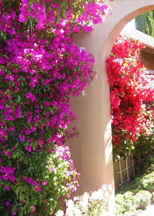 Pink Bougainvillea Greeting Card featuring the painting Pink Bougainvillea by Sarabjit Singh
