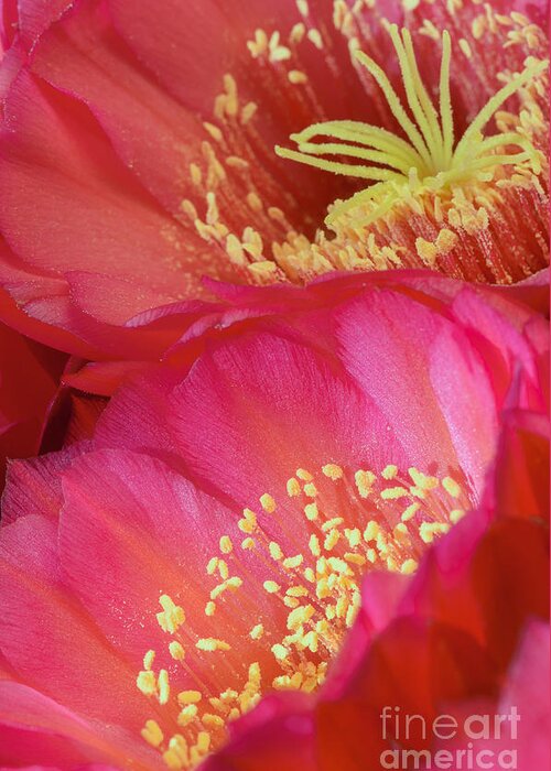 Pink Cactus Flower Greeting Card featuring the photograph Pink Cactus Flower Bouquet II by Tamara Becker