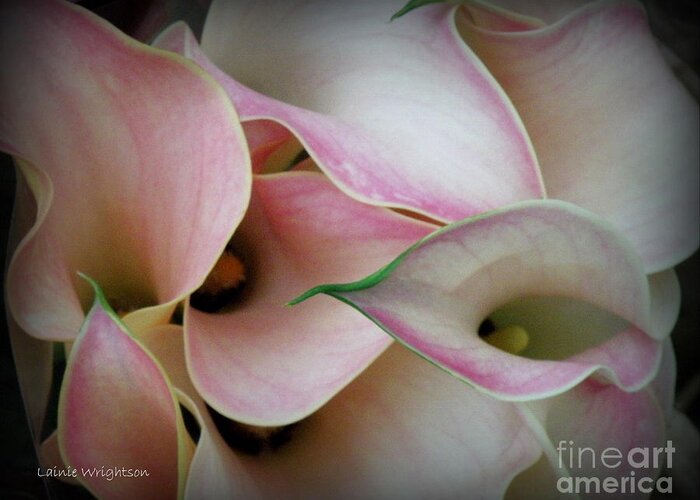 Flower Greeting Card featuring the photograph Pink Calla Lily by Lainie Wrightson