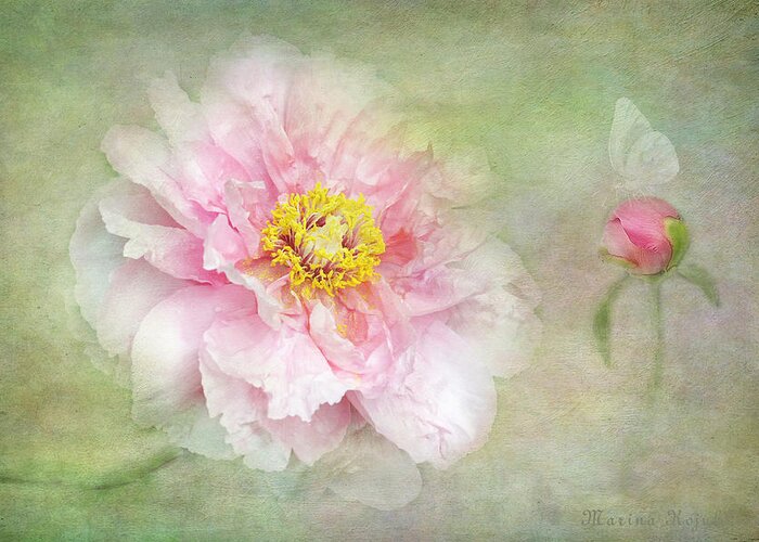 Pink Peony Bloom Greeting Card featuring the photograph Pink Charm by Marina Kojukhova